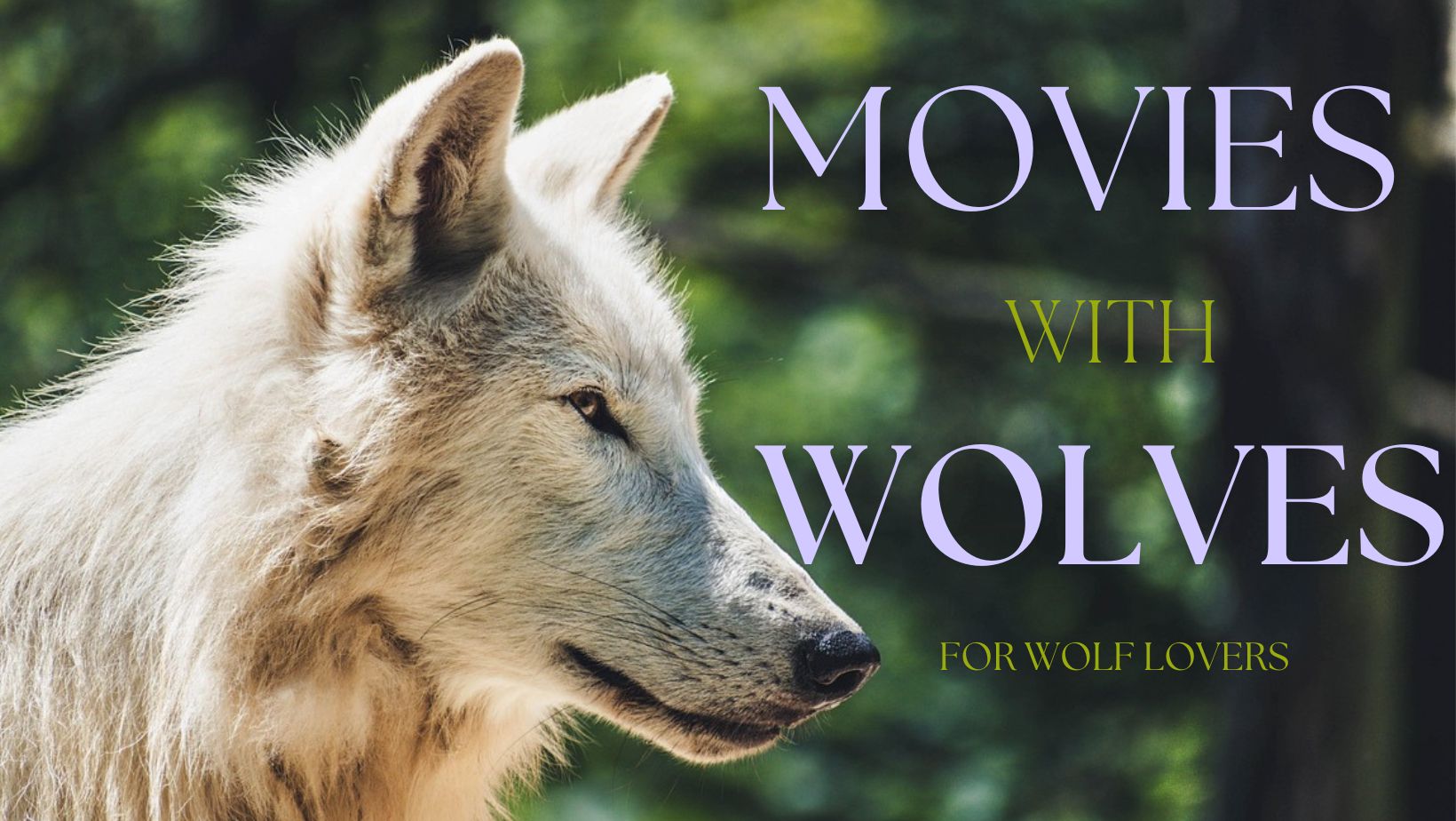 Image of white wolf with text "Movies with Wolves for Wolf Lovers"